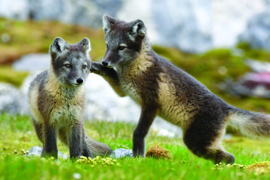 Friendly Arctic Fox Greets Explorers - Arctic Kingdom